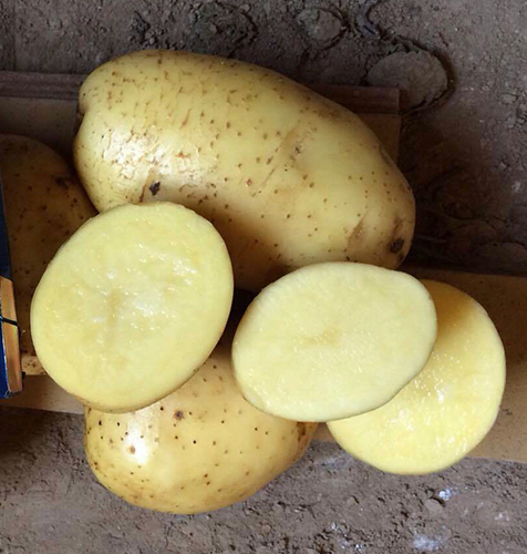 Картофель — Тепличное